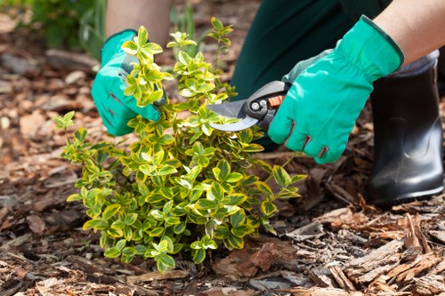 Seasonal planting and hedge trimming in a Holborn outdoor space