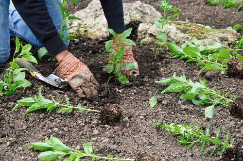 Supplier audit process for Holborn gardening