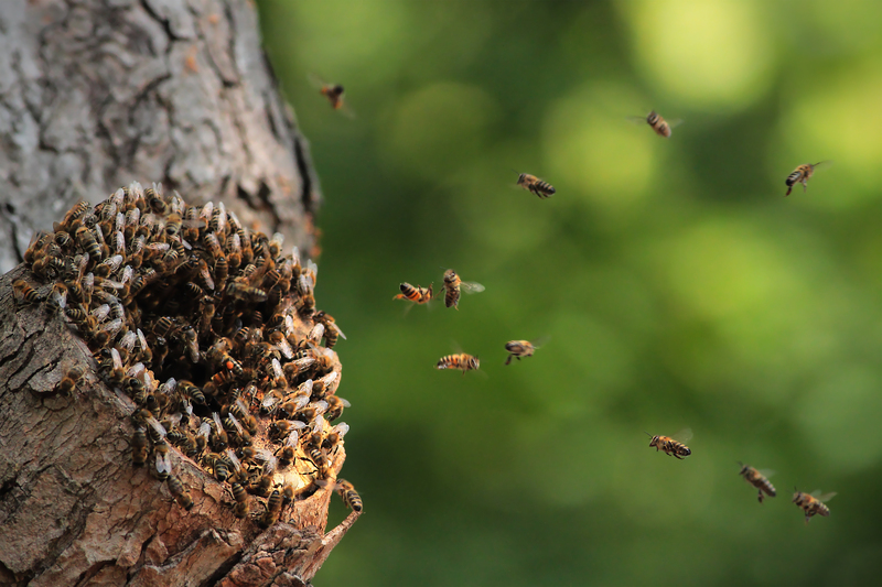 garden maintenance garden care