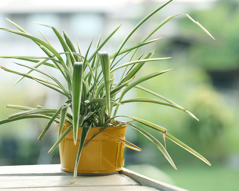 Garden design garden