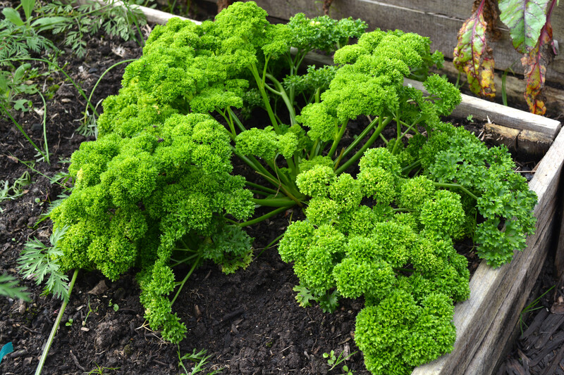 Garden trees